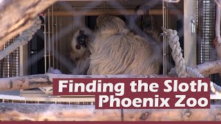 Finding Fernando the sloth at the Phoenix Zoo - Rv Travel