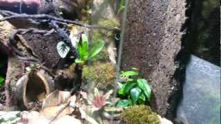 Dendrobates Leucomelas jumps and misses