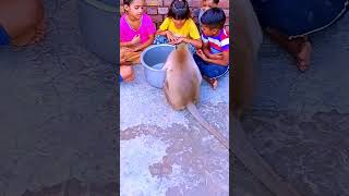 Feeding baby #monkey #baby #viral