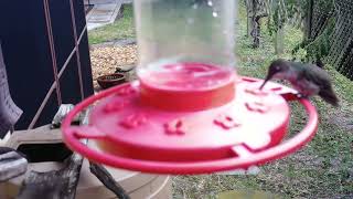 Humming Birds New Cam Feb 18 2022 aa