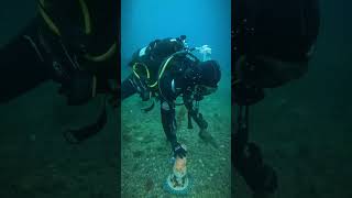 SCDiving | Scuba Diving Catalina Part 2