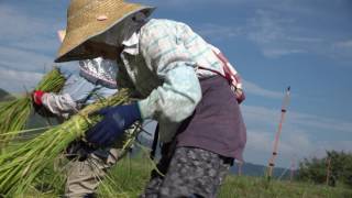 世界遺產 朝聖之路 "熊野古道路伊勢路" ～文摘版