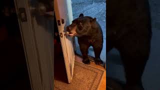 Black Bear Closing Door