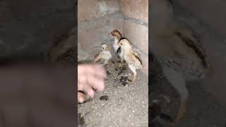 my parrot aseel #trending #zoo #shortvideos #video #hen #aseelmurga #fact #zoobabies #viralvideos