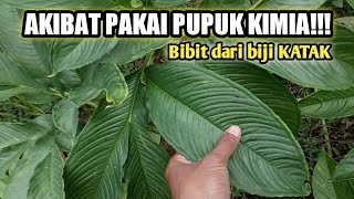 AKIBAT PUPUK KIMIA!!TANAMAN PORANG DARI BIBIT KATAK.