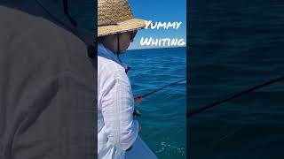 Whiting Fishing