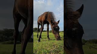 Adorable Foal In The New Forest Having Lunch