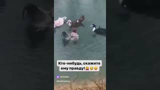 Он смог - потому что ему никто не сказал , что это невозможно 😄 #shorts #memes #funny #love #music