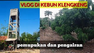 Cara pemupukan dan sistem pengairan klengkeng. vlog