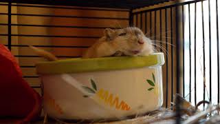 Gerbil falling asleep