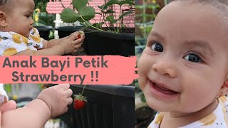 Anak Bayi Panen Strawberry dan Mentimun - Berkebun Eps. 06