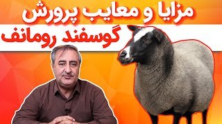 مزایا و معایب پرورش گوسفند رومانف