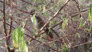 Grey sided laughingthrush, Tenzing Village, Arunachal Pradesh March 24