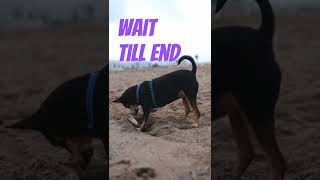 Wait Till End Pet #youtubeshorts#shorts#veryshort#funny#funnyvideos#pets#doglover#petdogs