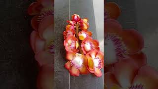 Nagalinga pushpa / Shivalinga flower/ Cannonball