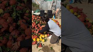 #fruit #popular  #food #farming #shorts #ytshorts #neture