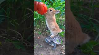 cute bunny #cute #bunny #bunnies #rabbit #youtubeshorts #@Ladyblue520