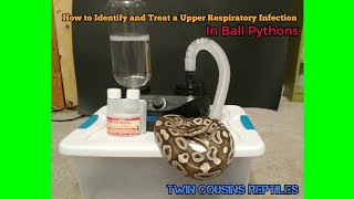 How to Identify and treat a upper respiratory infection in ball pythons