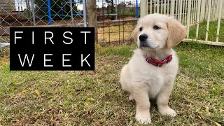 Golden Retriever Puppy - One Week In