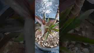 Dracaena # plants 🪴# report # tips # shorts