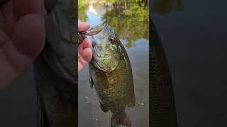 Smallmouth Bass Beatdown 🎣 👀 🔥 2023 #shorts