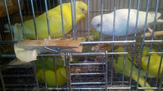 MUHABBET KUŞLARININ MARUL BANYOSU./Washing budgerigars with lettuce