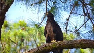 Bald Eagle Release (5-3-16)