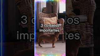 (Dachshund)  três cuidados importantes. #euamoanimais #animais #shortvideo