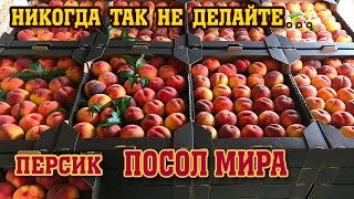 Никогда так не делайте с персиком/ сорт ПОСОЛ МИРА 2021