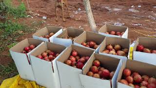 pomegranate harvesting part-1