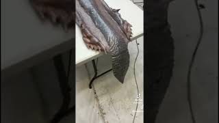 Real Mermaid Dead On Table!!!😱😱😱