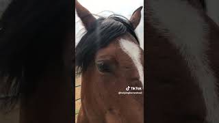 REAL CDN COWBOY- Honey For Healing Horses