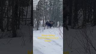 Hide-and-seek with a moose in Alaska. #alaska #moose