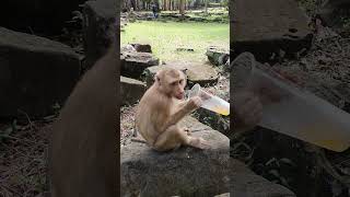 Pigtail monkey drinking orange juice ep139 #monkeyaction #monkeyfeeding #monkeyliving