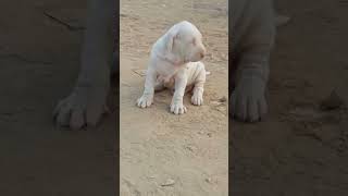 Bully dog 🐕 #doglover #rooster #dog #viwes #viralvideo #subscribe