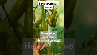 "Мої танцюючі зелені пальчики"My dancing green fingers" #tomato