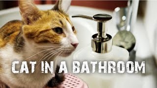 CAT IN A BATHROOM