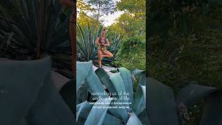 Cenotes Tulum Shakti Energy