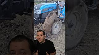 Un jabalí se enamora de la rueda de un tractor