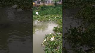 Sucker fish at Buriganga #suckerfish #burigangariver #nature #shortsvideo #bangladesh #river #fish.