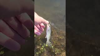 Releasing a baby largemouth bass!!!!