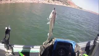 Urban Pond and Lake Meredith Fishing