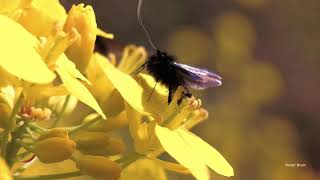 Green Fairy Longhorn moths