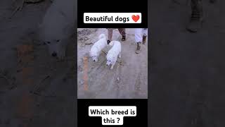 do you know that breed | Wildlife3706 #shorts #pets #viral