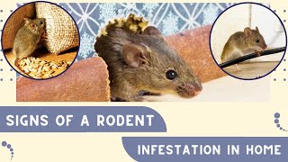 What Does A Rodent Infestation Look Like?(SIGNS OF A RAT OR MOUSE INFESTATION)