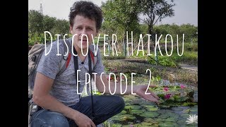 Discover Haikou episode 2, Meishe Wetlands Park