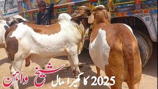 Sheikhwan Cow Mandi  Kheray Maal Ki Update|#Mandivisit|