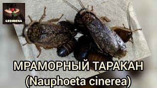 МРАМОРНЫЙ ТАРАКАН (Nauphoeta cinerea)