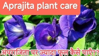 Aprajita plant care/अपराजिता पर ज्यादा फूल कैसे पाये?? /#thegrounddiaries #gardening #aprajitaplant