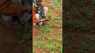 organic coriander at qurbaan sheep farm #organic #potla #bighornsheep #sheepfarming